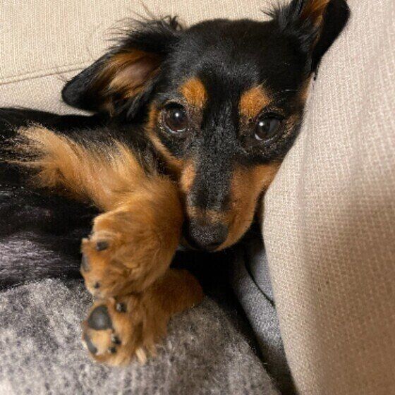 甘えた視線を送るダックスのチョコちゃん 