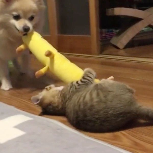 ポメラニアンと猫