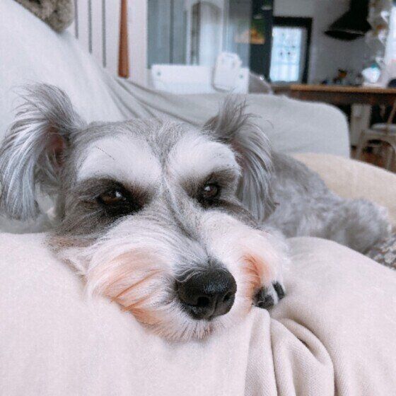 寝そべるミニチュア・シュナウザー