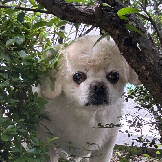 木の間からひょっこり チベタン・スパニエル いぬのきもち