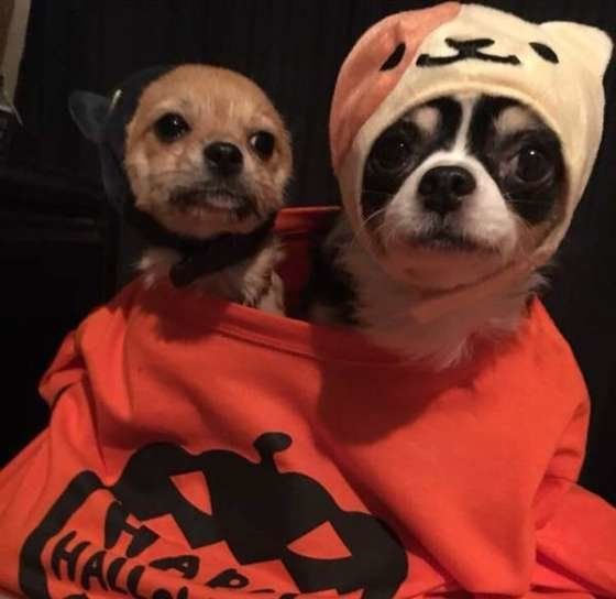 初ハロウィン