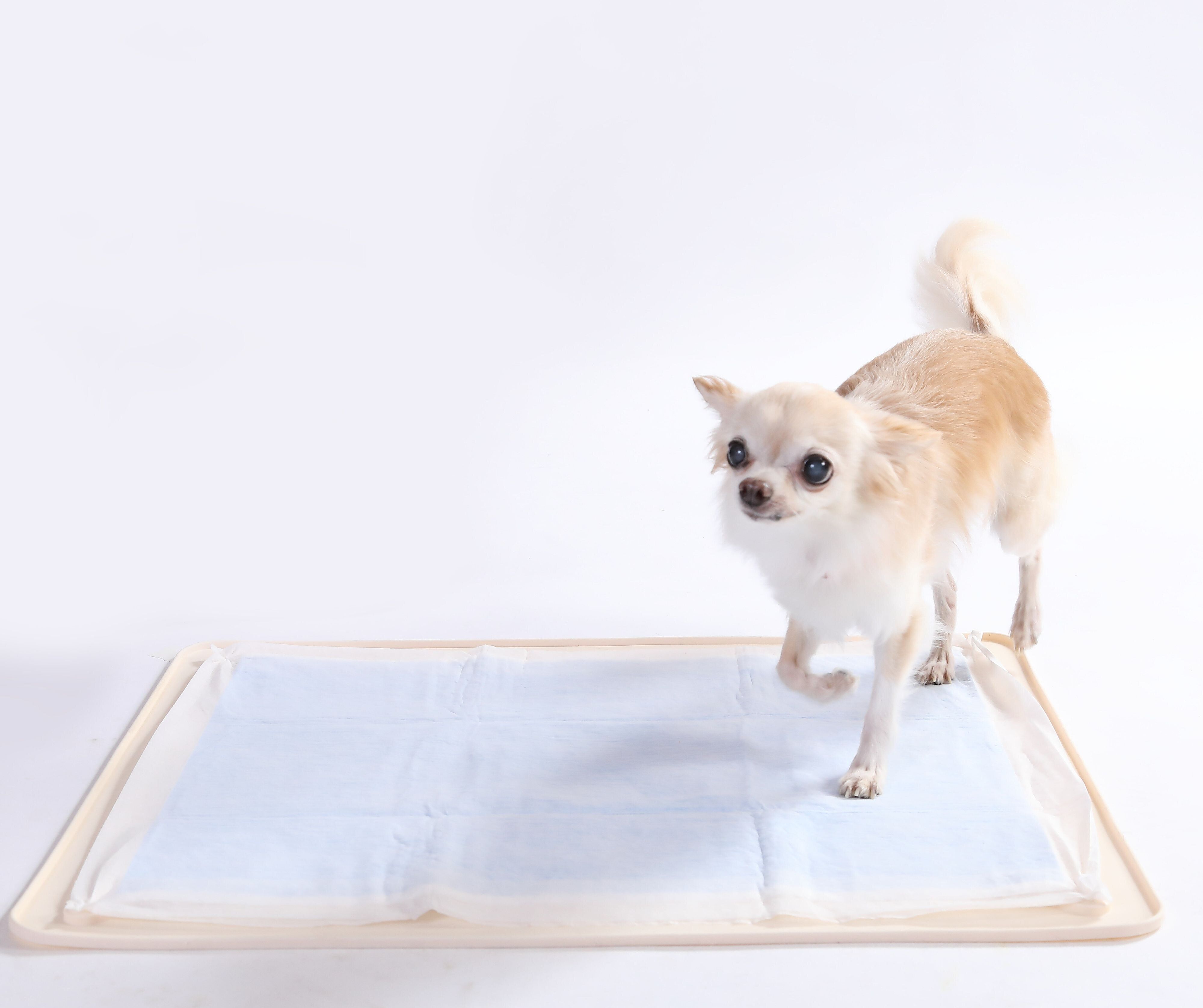 撮影／尾﨑たまき