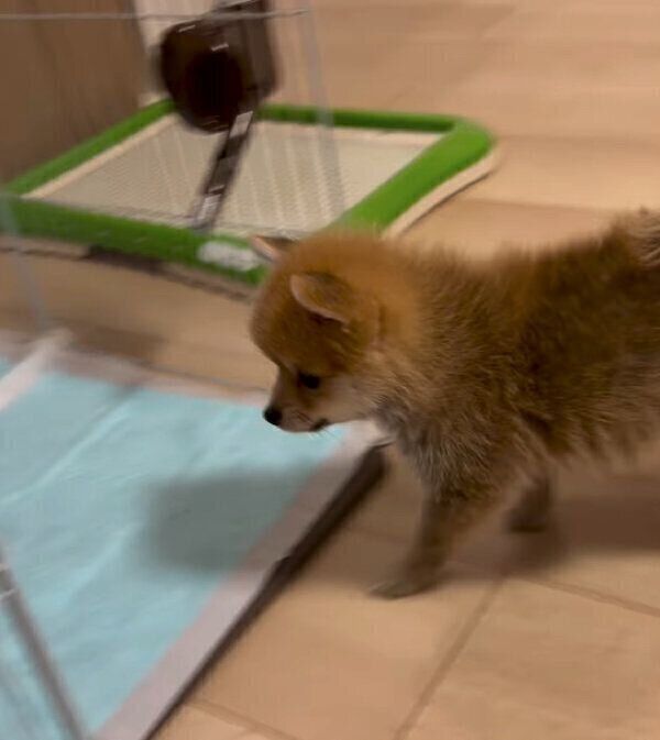 ケージの中に入ろうとするチロルちゃん