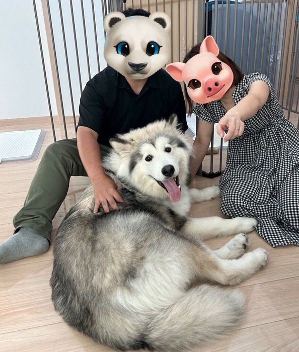 飼い主さん夫婦のそばで嬉しそうな表情を見せるフブキくん