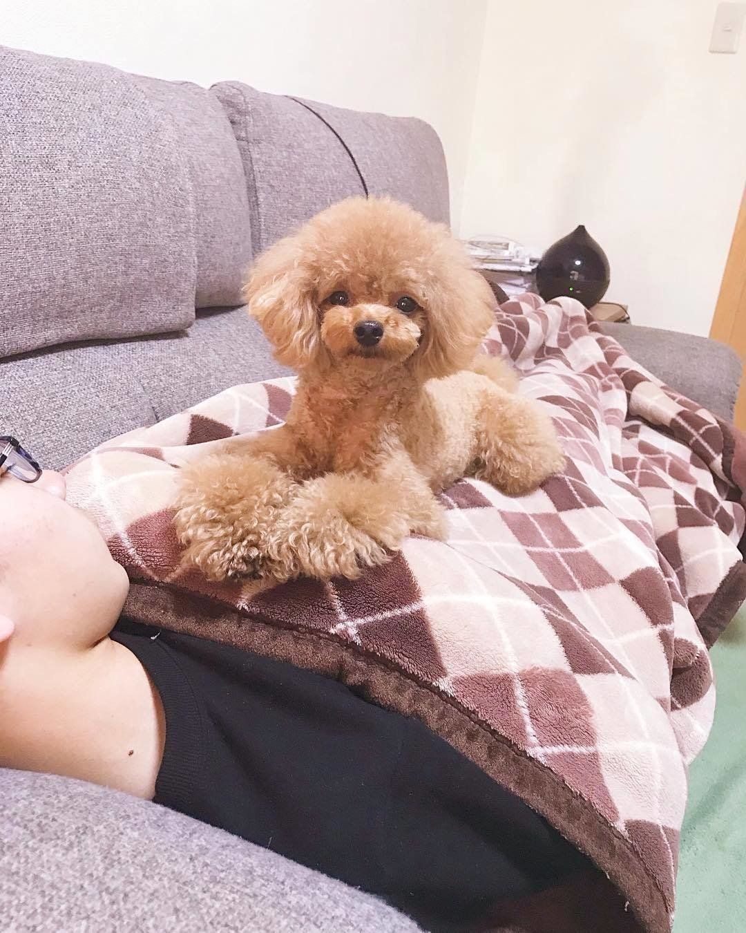 トイプードルのエマくん