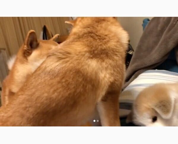 らいちゃんを見守る、ててくんとももちゃん
