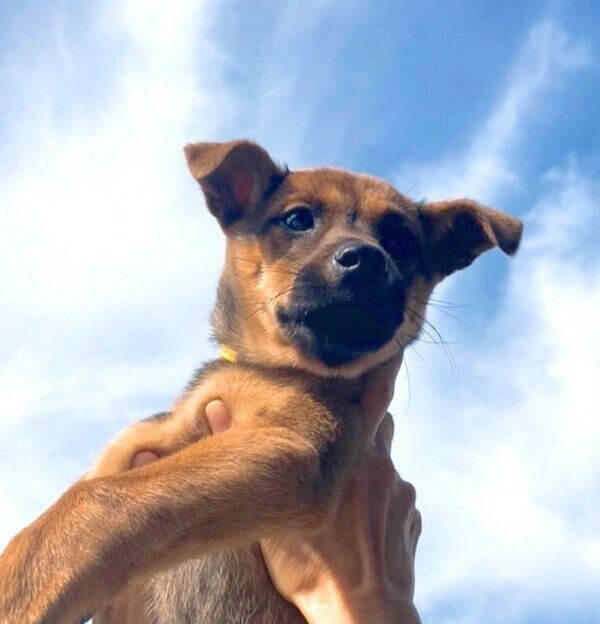 抱っこされるハロちゃん