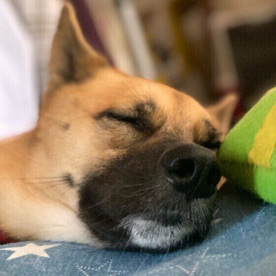 床に顔をつけて眠る中型Mix犬