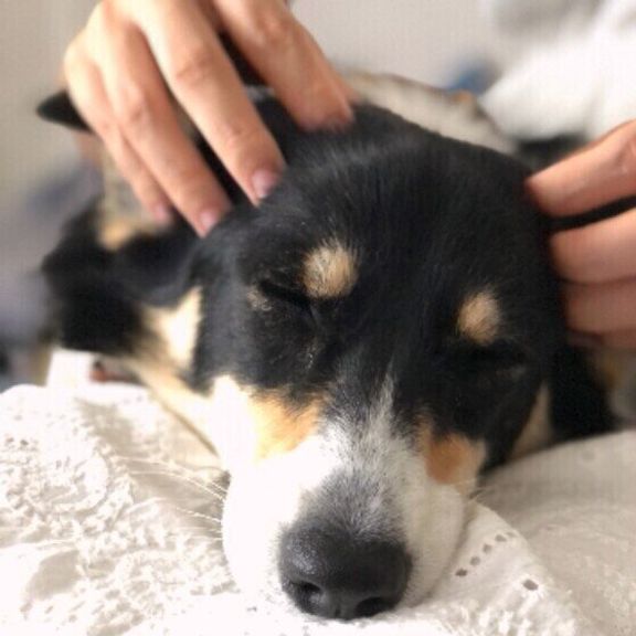 ウェルシュ・コーギー・ペンブロークのたびちゃん