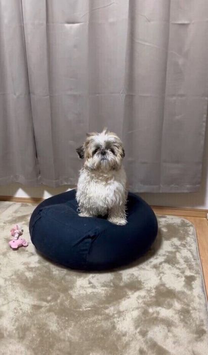 クッションの上から飼い主さんを見つめるたぬきちくん