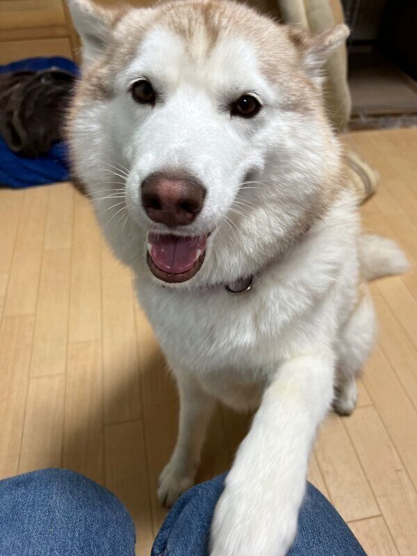 笑顔が可愛いチコリちゃん