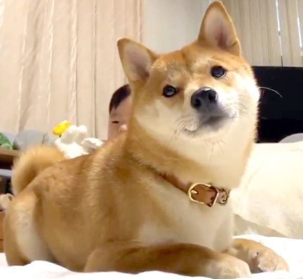 妹ちゃんにモフモフされるりんご郎くん