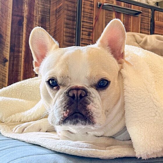 フレンチ・ブルドッグ いぬのきもち