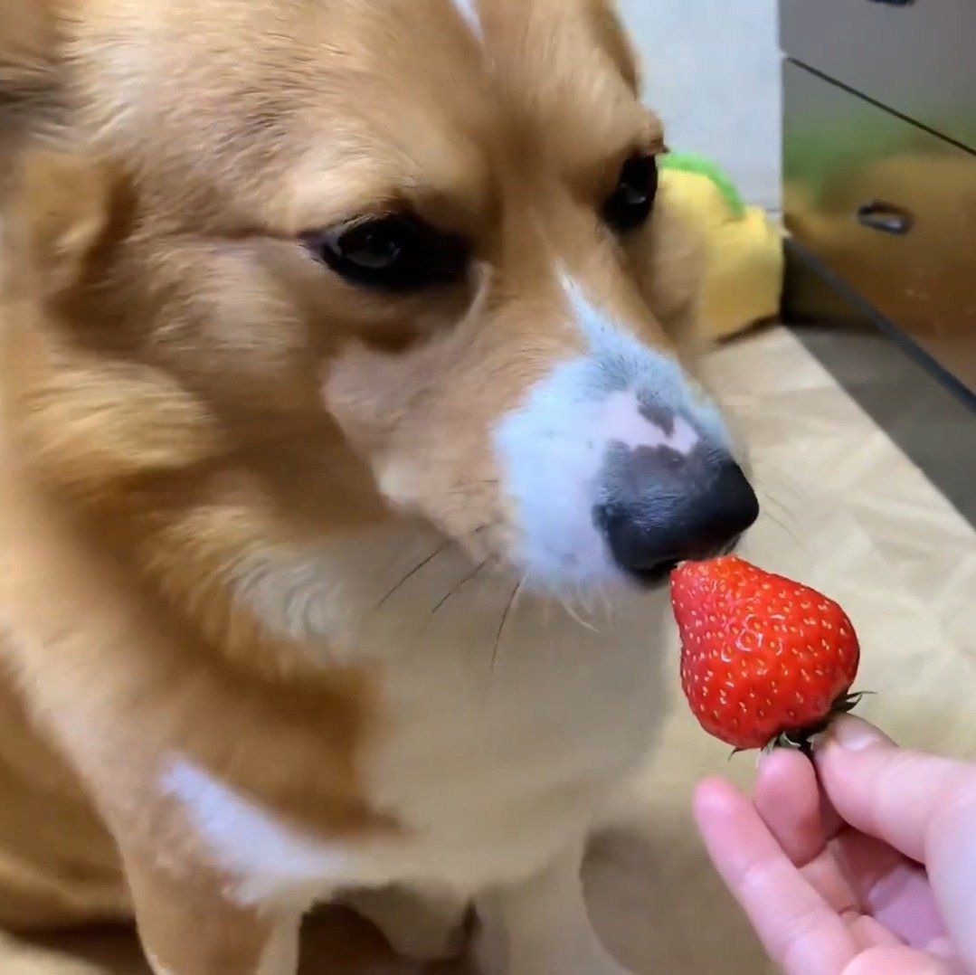 イチゴを食べるコナン君