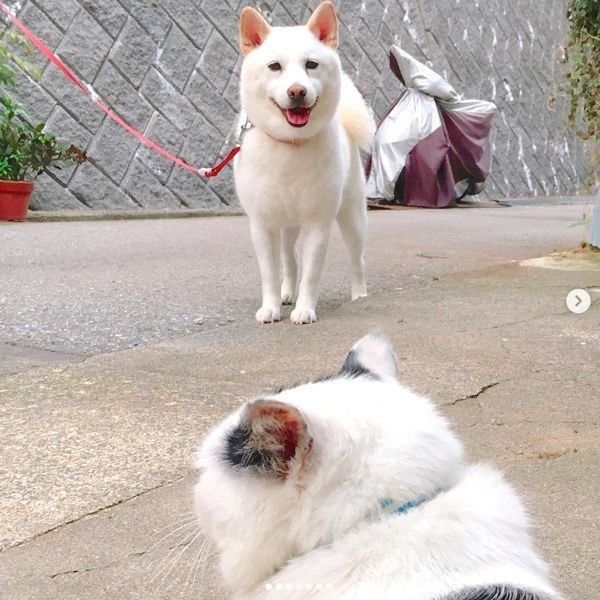 お散歩中の白柴とくつろぐ猫