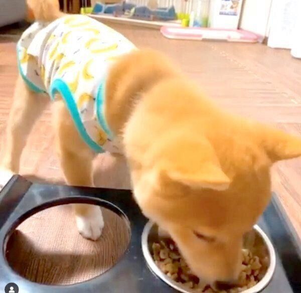 ごはんを食べるうにくん