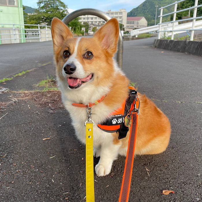 散歩をするめいちゃん