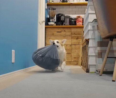 クッションを運ぶコーギーのつむぎちゃん