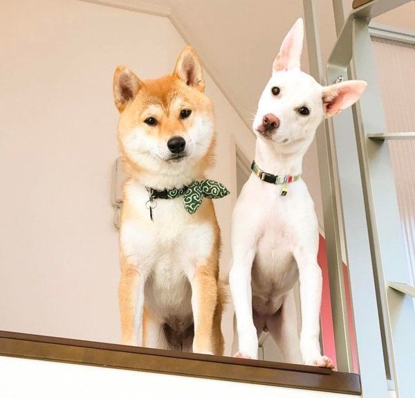 すずちゃんと先住犬のハルちゃん