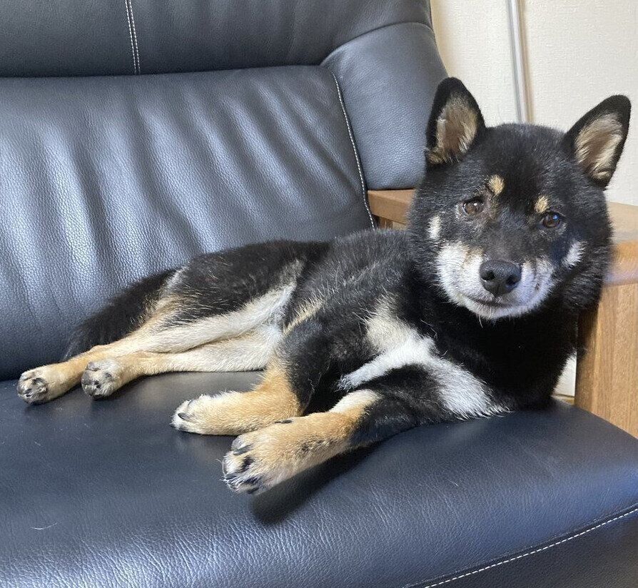 ソファに寝転がるぺこちゃん