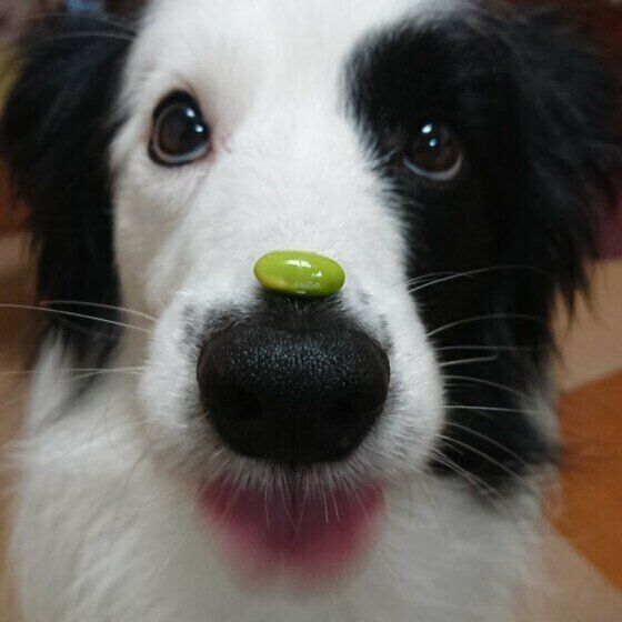 鼻の頭に枝豆を一粒載せてじっとこちらを見ているボーダーコリーの顔アップ