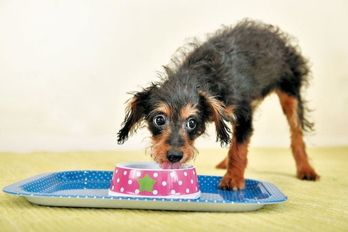 雷や電車の音 同居犬 特に音に敏感な犬種はストレスに気を付つけたい いぬのきもちweb Magazine 雷や電車の音 同居犬 特に音に敏感な犬種はストレスに気を付つけたい いぬのきもちweb Magazine