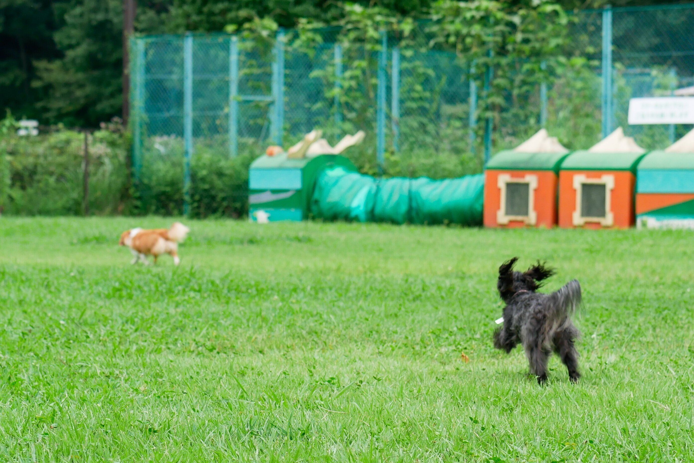 ドッグランで走っている2頭の犬