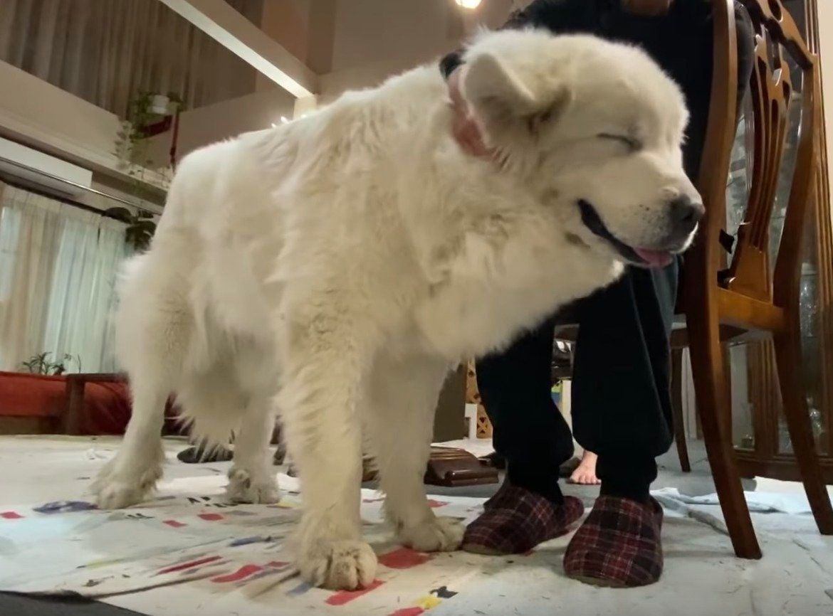 甘えるグレートピレニーズ