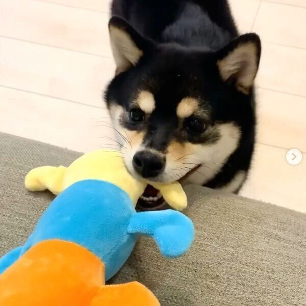 ぬいぐるみで遊ぶすずちゃん