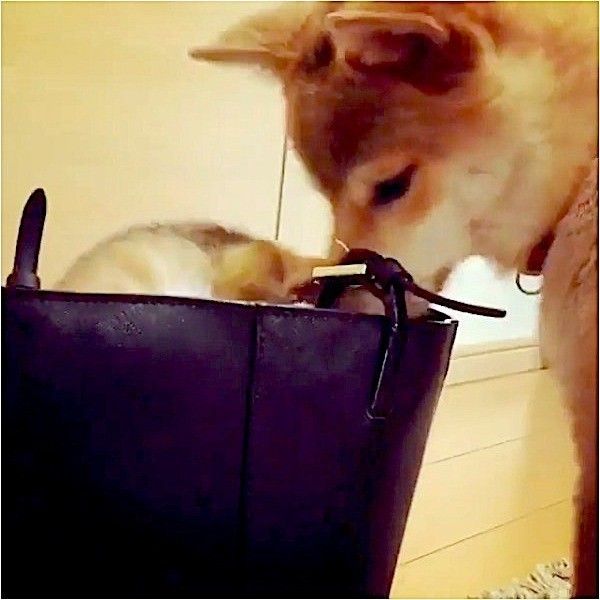 ワンニャンバトル