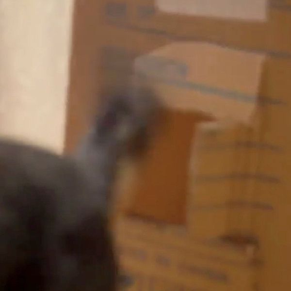 ダンボールを突き破る犬