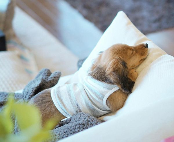 疲れて寝落ちしちゃうミニチュア・ダックスフンド