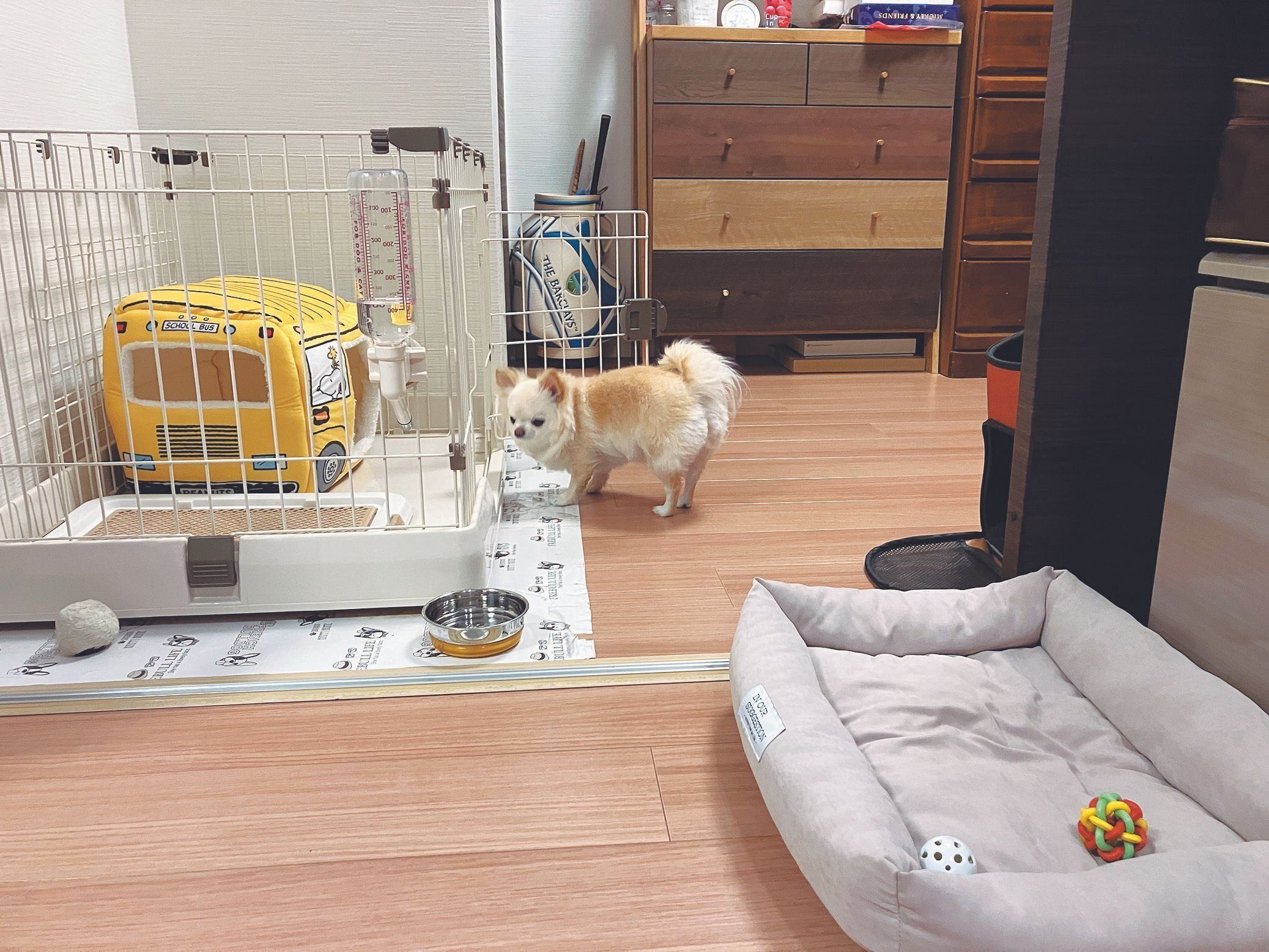 ケージの中のドーム型ベッドを使ったり、フラット型のベッドにいたり