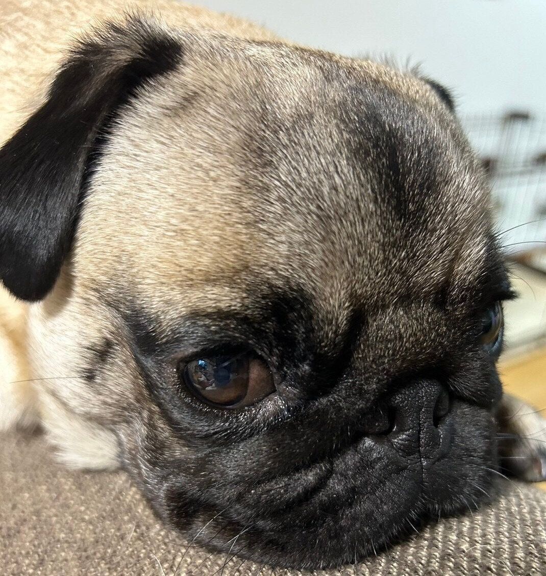 見つめるぷくまるくん