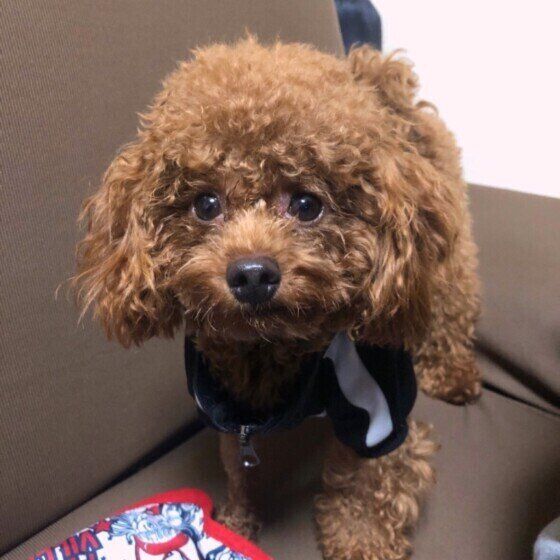 見つめるトイ・プードル