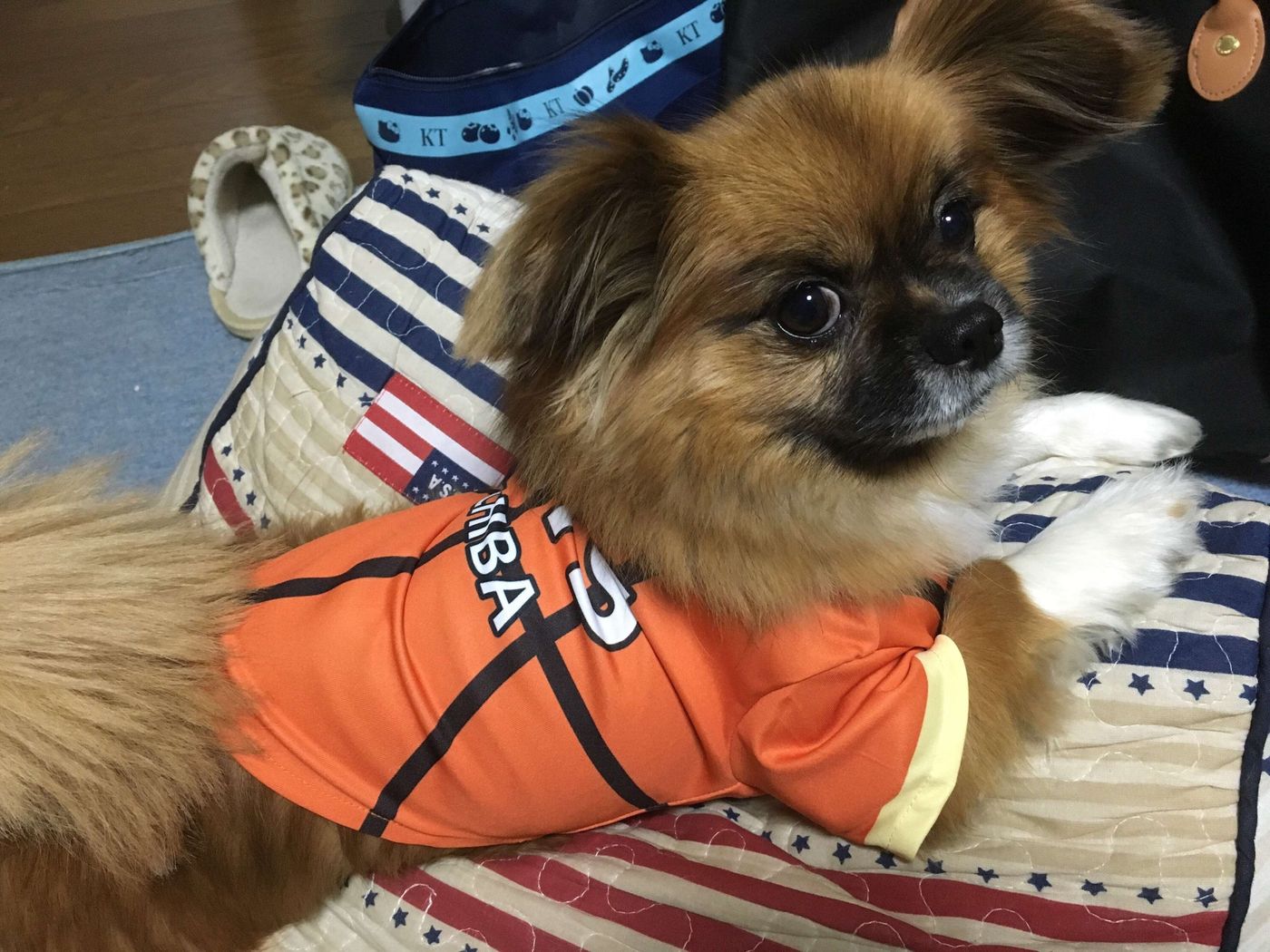 子育てを終え 年ぶりに念願の犬との生活を再開 なくてはならない癒しの存在 を実感 いぬのきもちweb Magazine 子育てを終え 年ぶりに念願の犬との生活を再開 なくてはならない癒しの存在 を実感 いぬのきもちweb Magazine