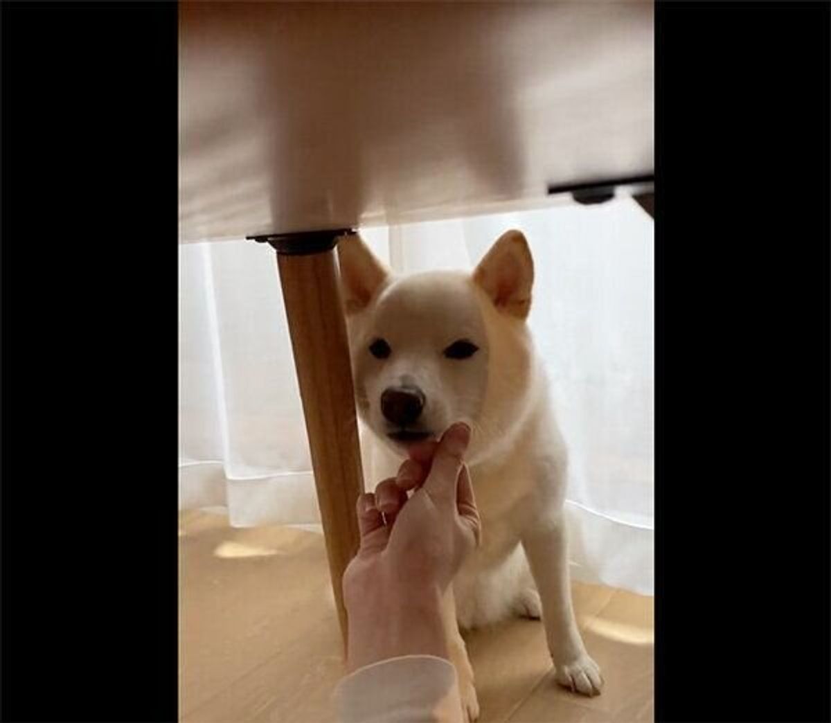 あごのせ をしてもらおうとするも 2回目は真顔でお断り 飼い主を いなす 愛犬の行動に爆笑 いぬのきもちweb Magazine あごのせ をしてもらおうとするも 2回目は真顔でお断り 飼い主を いなす 愛犬の行動に爆笑 いぬのきもちweb Magazine