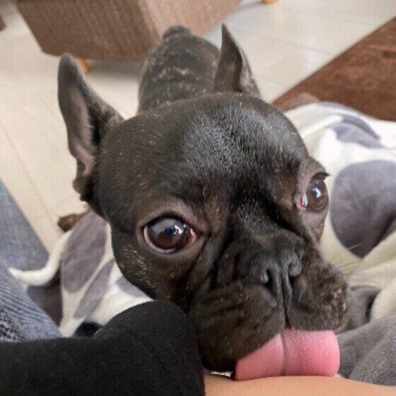 フレンチブルドッグのおこげくん