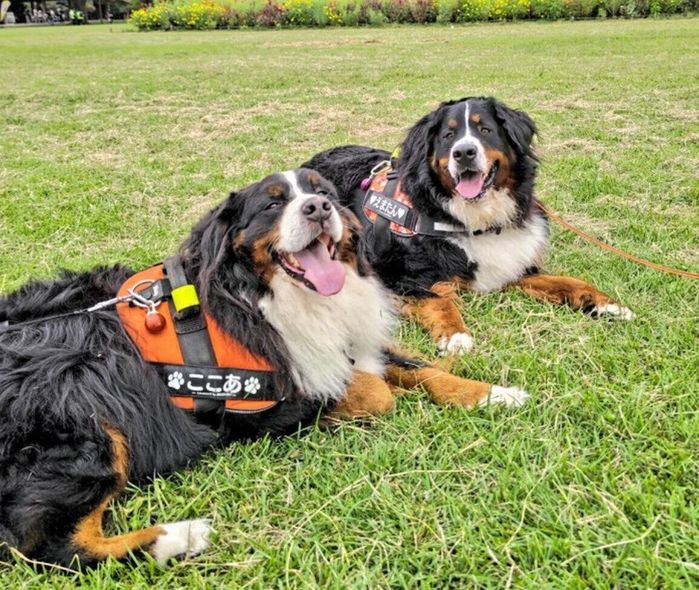散歩を楽しむココアくん、エマちゃん