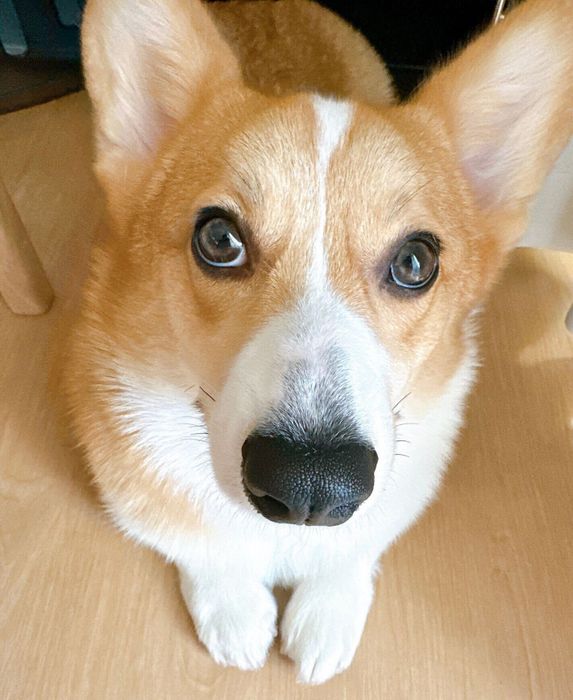 両前足をそろえる柊くん