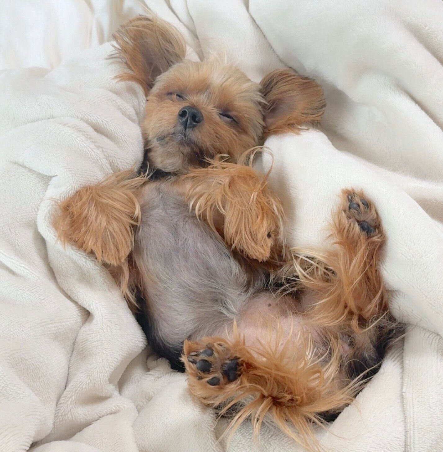 ヘソ天で眠るぴのちゃん