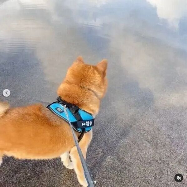 水たまりが気になる福くん