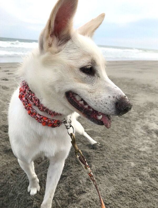 海で遊ぶハクちゃん