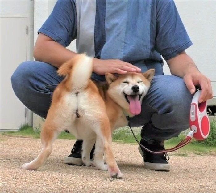 柴犬の小春ちゃん