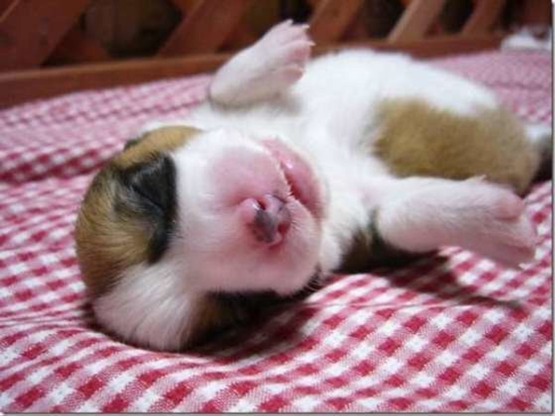 犬に牛乳は危険かも 牛乳を与える際に気をつけること いぬのきもちweb Magazine 犬に牛乳は危険かも 牛乳を与える際に気をつけること いぬのきもちweb Magazine