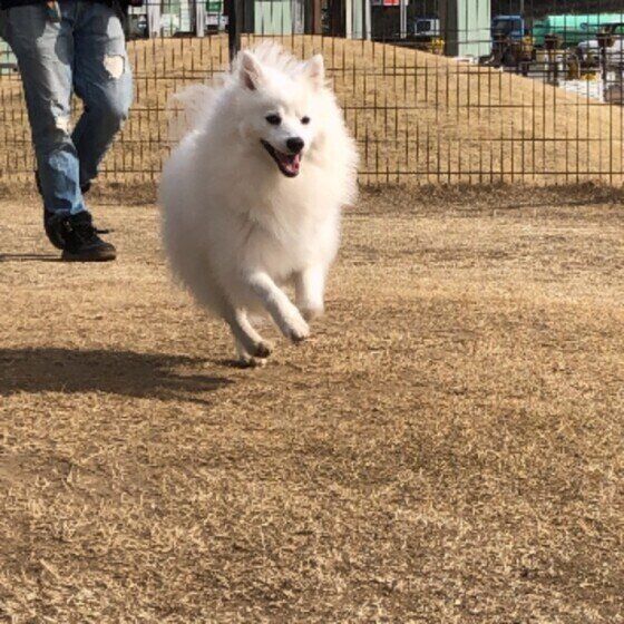 ドッグランで走る犬(日本スピッツ、オス)
