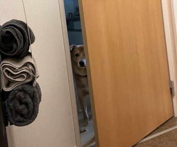 飼い主さんのことを見つめるあさぎちゃん
