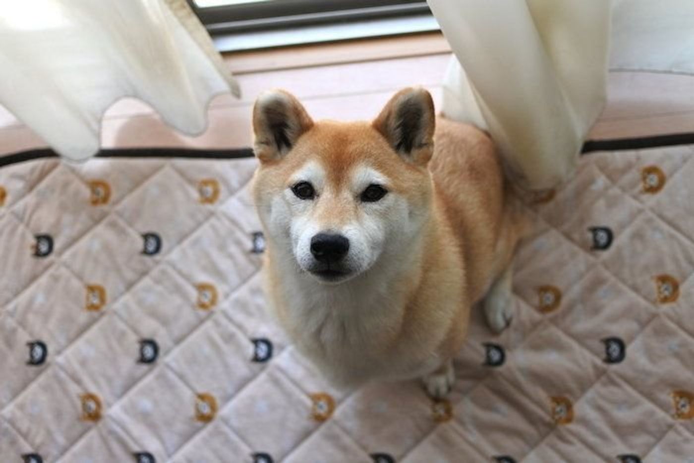 柴犬マロたん カーテンの 犬汚れ がオキシ漬けできれいになるか試してみた いぬのきもちweb Magazine 柴犬マロたん カーテンの 犬汚れ がオキシ漬けできれいになるか試してみた いぬのきもちweb Magazine