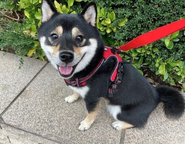 お散歩を楽しむまろくん