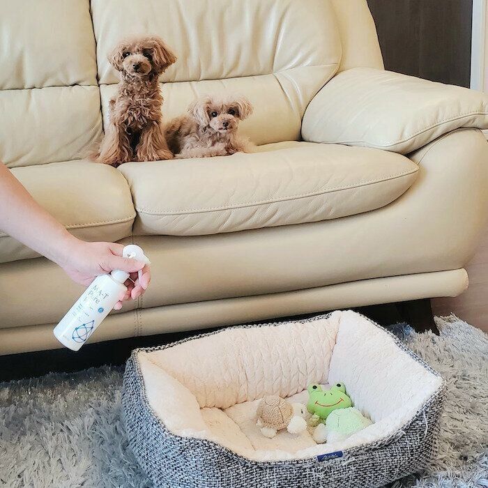 ソファーにいる犬とペットベッド